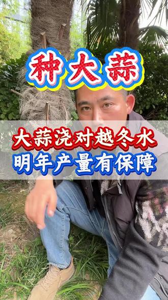 大蒜越冬水什么时候浇#种大蒜 #大蒜种植