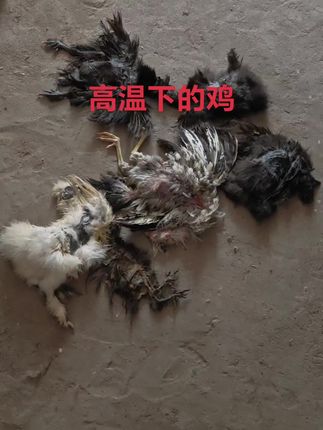 高温下的鸡~ 双层棚架+电风扇+防暑药物,极端天气真没办法了~#养鸡人 #新农人计划 #家禽养殖 #抖音养鸡人 #高温天气注意防暑