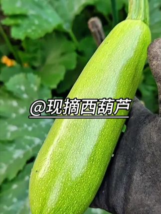 又到了吃西葫芦的季节,这个西葫芦真的太新鲜了,它的外形是这种长长的,有点弯曲的,好像古代的葫芦宝宝一样,特别可爱。它吃起来口感细腻清甜,炒菜做汤都非常好吃。#抖音新农人 #西葫芦 #乡村味道 #抖音美食创作者