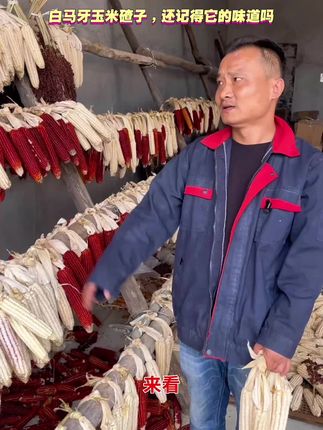 不要问我白马牙玉米好吃吗?自己尝尝就知道啦,回忆一下小时候的味道#家乡特产 #老品种 #新农人计划