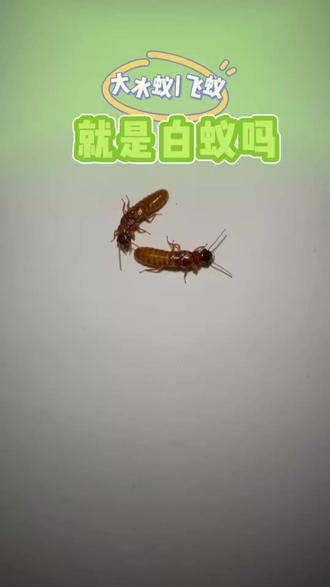 大水蚁/飞蚁就是白蚁吗? 大雨前后灯光下的大水蚁也叫做飞蚁,很多人疑惑,飞蚁是不是白蚁?直白跟大家说:飞蚁就是白蚁的繁殖蚁!每年 4--6 月是白蚁婚飞的季节,大雨前后傍晚就往家里钻,灯光下飞满大水蚁,脱翅配对就会找地方缝隙繁殖产卵,别看它个头不大,白蚁的破坏力超强,专啃门框、家具木料,悄悄掏空家装结构。一不小心就在家里安家筑巢,白蚁繁殖速度快,日产上万卵,别等泛滥才去治。发现大水蚁入侵先关门窗、拉窗帘关灯,阻断趋光入口;少量可用水盆灯光诱杀,家里备上这款大水蚁杀虫剂 针对性驱灭,居家用着安心,轻松搞定飞蚁侵扰,别等白蚁啃空房屋才后悔,白蚁防治得从大水蚁婚飞入侵开始。#大水蚁 #水蚁 #大水蚁怎么消灭 #白蚁防治 #白蚁预防