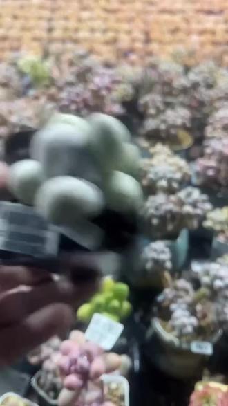 米可奶冠服来啦!凑单满35就包邮!