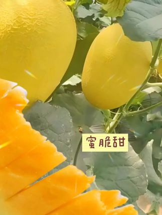 #优质农产品 #蜜脆甜爽