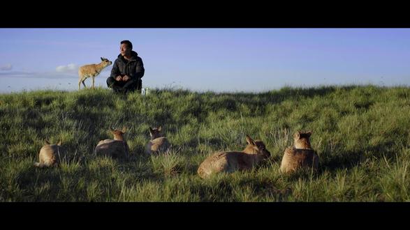 第2集|“羊爸爸”的两难,既盼你长大,又怕你长大。 #神奇动物在抖音 #治愈系 #草原 #野生动物零距离 #萌物