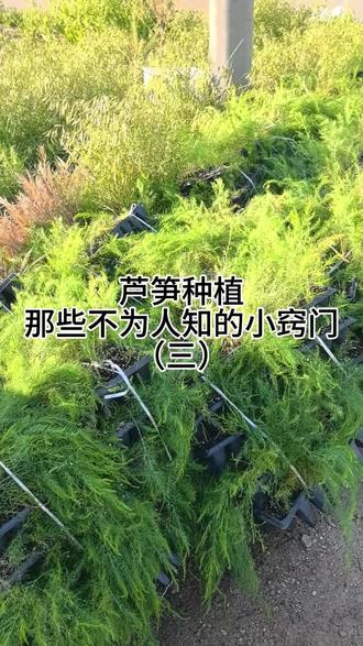 芦笋种植那些不为人知的小窍门 #芦笋种植
