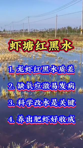 龙虾养殖稻田上水,红黑水如何处理以及注意事项#稻田虾#小龙虾养殖 #池塘水色发黑