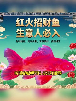 听说蝴蝶鲤可以长出红嘴唇,没错,就是这款台湾贵妃蝴蝶鲤,它长着圆润的身材,丰满的嘴唇,像极了童话故事里的小美人鱼,真是美得让人窒息,相信很多朋友都对市面上的红白蝴蝶鲤感到厌倦了,想要尝试一下不一样的品种,那么这款台湾纯种贵妃蝴蝶鲤就是你的绝佳选择,好养耐活,是许多新手的福音