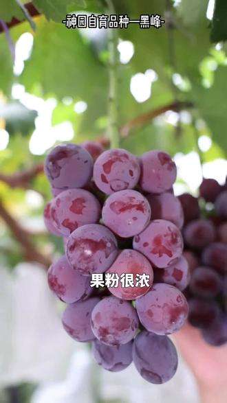 神黑峰,草莓香味,徐卫东老师选育,#神园葡萄