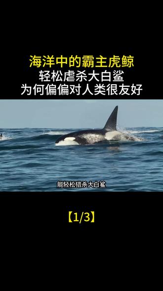 海洋中的霸主虎鲸,轻松虐杀大白鲨,为何偏偏对人类很友好?
#虎鲸 #鲨鱼 #海洋动物 #科普 #内容启发搜索