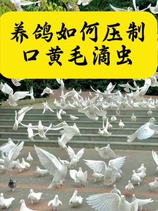 #鸽子养殖#养鸽知识#鸽子如何压制毛滴虫
