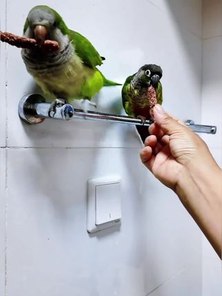 好吃吗 看笨笨有多霸道,早晚给多多打一顿就老实了🤭#鹦鹉零食#好物分享#笨笨鹦鹉