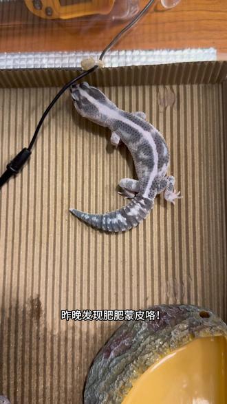 告诉修马蹄的我不去了!我要看守宫蜕皮!#肥尾守宫 #守宫蜕皮 #爬宠 #肥嘟嘟日记