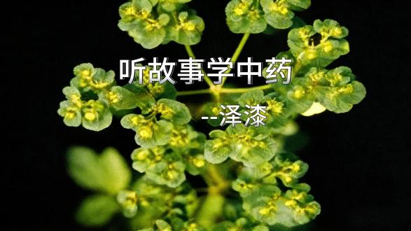 听故事学中药 今天讲泽漆的故事 #科普#热点#涨知识#中草药#中药