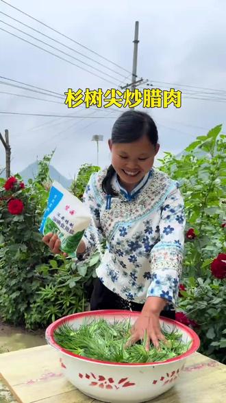 杉树尖还能吃