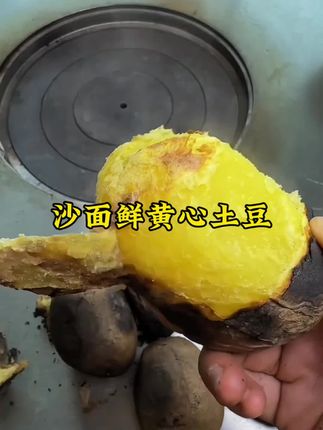 #美食 #好吃到停不下来 #黄心土豆 现挖现发#软糯香甜 #太好吃了
