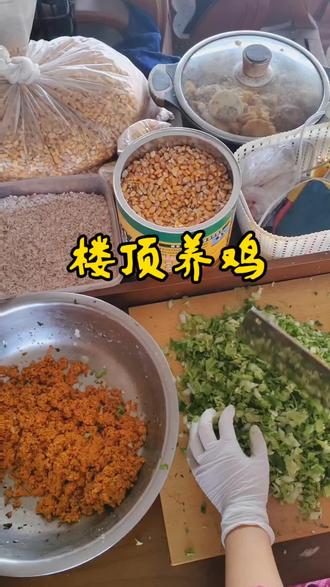 #养鸡 #记录真实生活
今天给我的鸡舍绑围栏