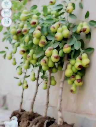 葫芦枣树苗 #葫芦枣 #葫芦枣树苗 #树苗种植 #优质种苗#新农人计划