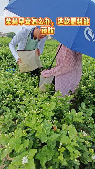 养护作物根系促生长,用达健美含氨基酸肥料,万物皆可达健美。#万物皆可达健美 #达健美 #氨基酸水溶肥 #科普 #达健美4月山西