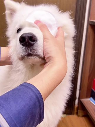 猫狗泪痕问题总是持续没效果,试一下这个泪痕湿巾#科学养宠攻略 #宠物泪痕 #泪痕湿巾