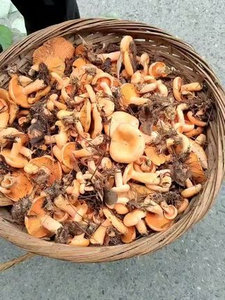 #谷熟菌 #黄枞菌 #服务三农支持三农 !好多人下单,黄枞菌