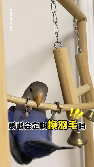 鹦鹉会定期换羽毛吗 #鹦鹉 #鹦鹉换毛