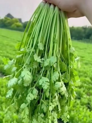 4天左右发芽,50天就可以采收的四季大叶香菜,香菜味浓郁,清炒凉拌涮火锅都好吃,阳台花盆小院均可种#香菜种子##大叶香菜种子 #在家种菜 #香菜种植 #香菜