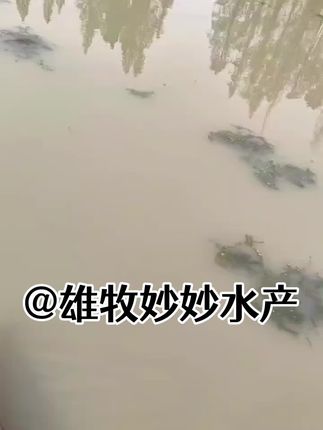 #鱼虾蟹养殖 #水产养殖 #花白鲢养殖 #水产养殖技术