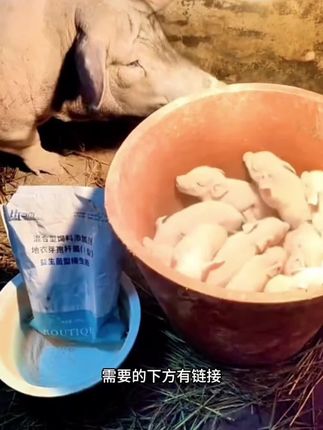 #养殖 #养猪人 #接生粉 #好东西一起分享 #养殖户