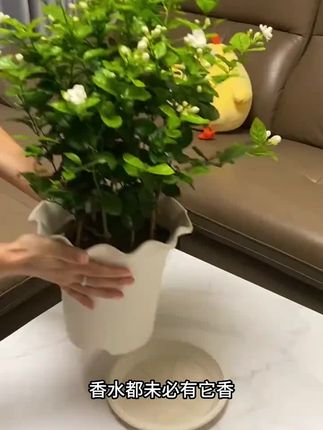 茉莉花开花清香,家里养一盆整个家里都飘香,特别好养,阳台小院都可种植#纯白的茉莉花 #茉莉花 #茉莉 #花卉绿植