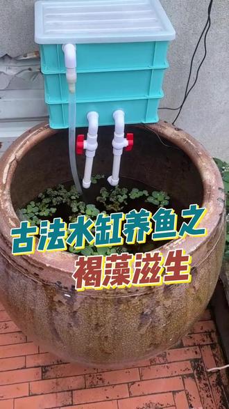 古法水缸养鱼之改善光照 今天古法水缸养鱼增加光照面积,也更好观赏鱼缸#古法水缸养鱼 #古法水缸造景