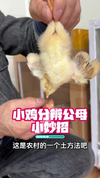 小鸡怎么分公母,上期视频还是有好多朋友分不出来,这次再分享一个土方法,不一定准确,但是可以结合多种方法一起判断。#养宠知识 #养鸡 #华哥爱孵化 #养殖 #小鸡 @抖音小助手