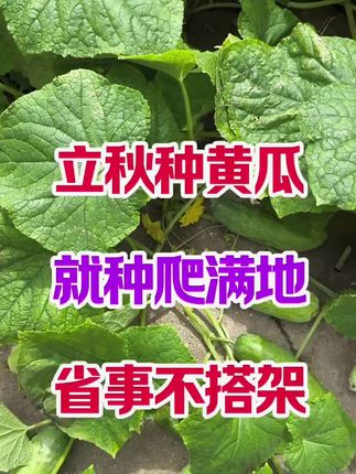 又到了种黄瓜的季节了,试试这个满地爬黄瓜吧