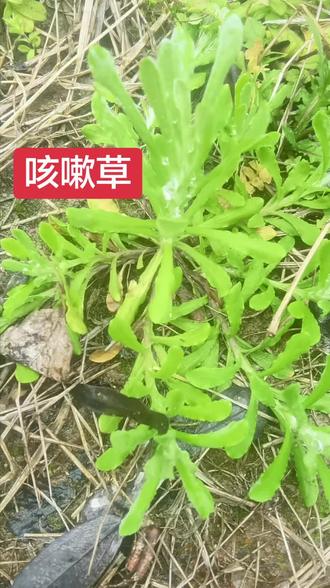 鼠曲草又名咳嗽草#药方分享 #土方法 #老中医良方