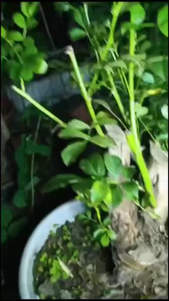 三种栀子花鲜花,哪种更合你心意?