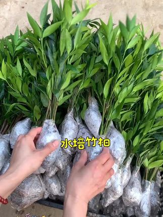 噔噔蹬~快来看看呀,驱蚊竹柏,四季常青,吸收有害物质,释放二氧化碳,懒人都能养活,喜欢的花友你值得拥有#每日分享 #绿植 #驱蚊竹柏 #净化空气 #绿植