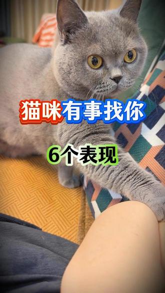 猫咪有事找你的6个表现 #猫 #猫咪 #新手养猫 #养猫知识 #宠物