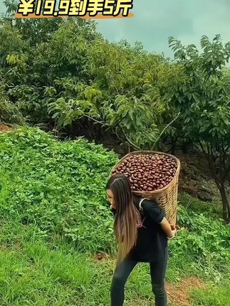 #丹东板栗#板栗熟了 #现摘现发新鲜到家 #粉糯香甜 #超好吃