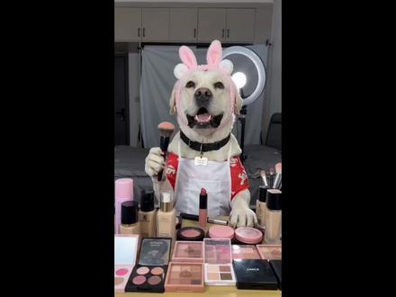 #AI美妆直播翻车现场 #随变ai随便玩 #拉布拉多#萌宠出道计划