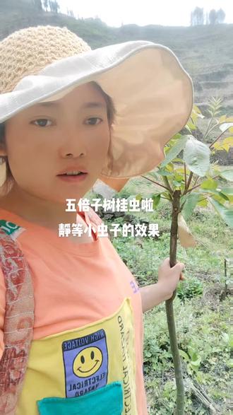 给五倍子树挂虫子啦,种下希望的种子静待佳音#支持三农扶持三农发展 #关注我每天为你分享更多农业知识 #分享农业知识帮农民增产增收 #新农人计划2023 #农业种植致富项目推荐