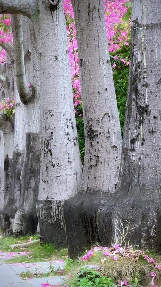 都说带刺的才是玫瑰?那是你没见过这位“带刺美人”。
它叫美丽异木棉,秋冬开花,春天飘“雪”。
你的城市,下过这样的“雪”吗?#美丽异木棉 #下雪的城市 #美人树 #南方绿化带震惊北方人 #科普一下