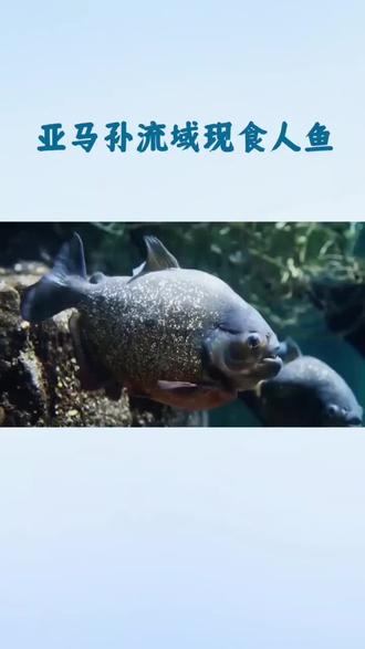 水中狠角色——最凶残的鱼##深海怪鱼