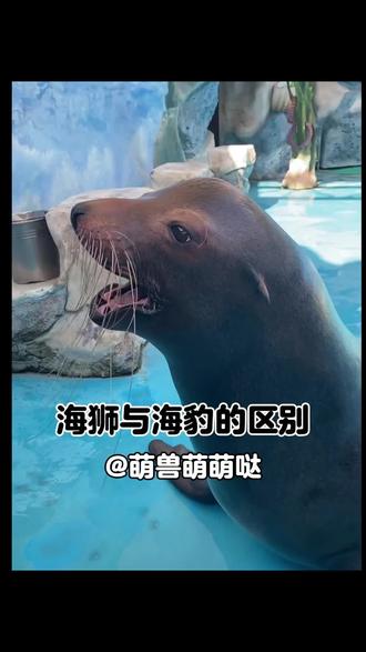 海狮与海豹的区别!#海狮#海豹#动物科普#动物解说