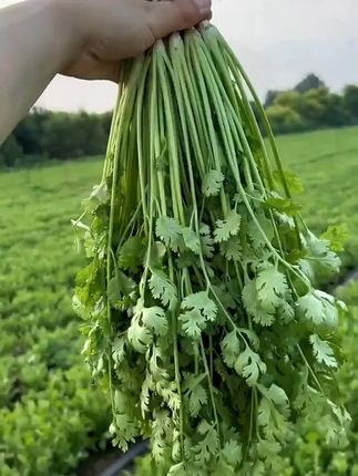 【5包】大叶香菜种子耐热耐抽薹芫荽种籽春秋四季蔬菜盆栽蔬 #大叶香菜种子 #香菜种子 #蔬菜种子