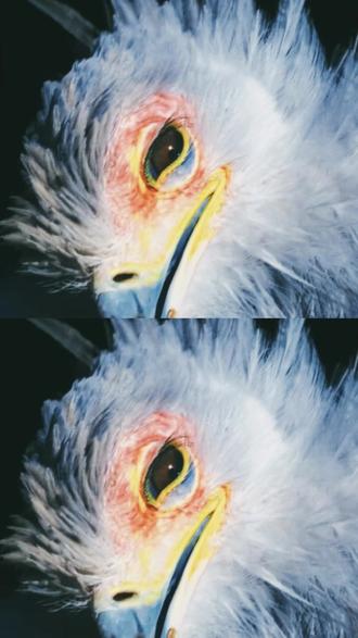 美丽与暴力并存的猛禽 放oc里肯定很带感 #动物美学 #蛇鹫