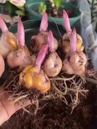 对版的重瓣香水百合种球真不错,花量大,花期长,现在正是种植的季节哦,喜欢的朋友可以入手啦#阳台小院均可种植 #重瓣香水百合花#好东西一起分享 @DOU+小助手