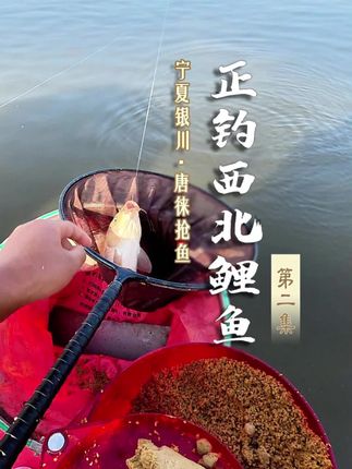 正钓西北大鲤鱼 #dou是钓鱼人 #阿卢浮漂