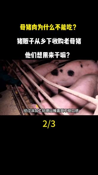 母猪肉为什么不能吃?猪贩子从乡下收购老母猪,他们想用来干嘛?