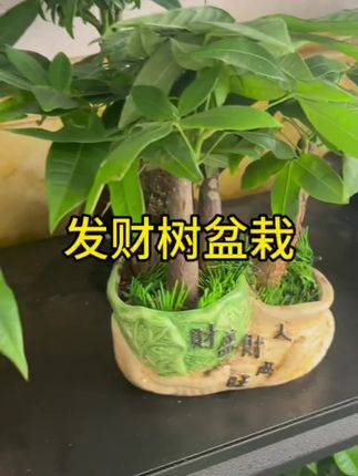 #发财树盆栽 #室内绿植 #三杆发财树 #家里适合养的绿植 #净化空气