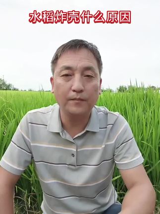 水稻炸壳什么原因,怎么预防。#水稻种植