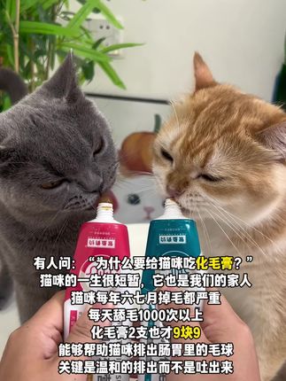猫咪天天舔毛超过千次,把毛发吃进肚里形成毛球 特别是六七月份掉毛严重的时候,需要猫铲屎官帮猫咪排毛##养猫新手 #科学养宠攻略 #猫咪排毛 #化毛膏